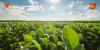 Ohio Soybean Council and Ohio Soybean Association announce new Executive Director to begin January 2027