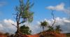 Start Small, Start Now: Plant and nurture trees