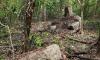 Undisturbed ancient Maya city discovered in Mexican jungle