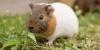 Couple given green light to breed guinea pigs for food to sustain off-grid lifestyle in Wales