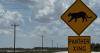 Third Florida panther killed in little less than three weeks; Big cat likely hit by vehicle in Lee County