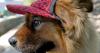 What to know to keep pets safe in the extreme heat