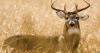 Missouri among top states for deer harvests, but threats loom