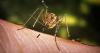 Rare mosquito-borne virus detected in Nebraska
