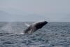 AP News: Sightings of humpback whales surge in Rio de Janeiro, fueling demand for whale-watching trips