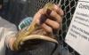 Volunteers lend hands capturing invasive tree snakes at Air Force base on Guam
