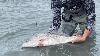 South Carolina tightens red drum fishing limits, hook rules to protect population