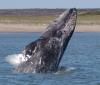 Interruptions to Migration: 30 Gray Whales Found Dead in Washington State by Aysha Siddiqui