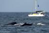 Rio de Janeiro sees demand for whale watching trips after surge of Humpback sightings