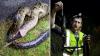 South Florida hunter shows Burmese python snake vomiting up a native bird in the Everglades