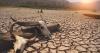 Is there a real climate for change?