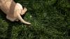 Oregon law requires dog owners to license their pets