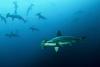 How Antidepressants Reached Shark Brains Off Brazil’s Coast