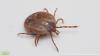 Experts urge North Carolinians to take tick precautions before Fourth of July outdoor activities