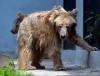 Bear spray goes off in Japan post office, 5 fall ill
