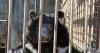 Suffolk wildlife park clears major hurdle in mission to rescue five bears