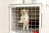Humane Society of St. Thomas Curtails Animal Intake, Spay-Neuter Services Over $181,250 GVI Debt