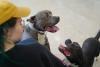 Cost to house Akron’s stray dogs could rise to nearly $1.5 million this year