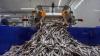 In Canada, losing herring means losing identity — and food for whales, eagles, and more