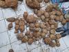 Zimbabwean man arrested for possession of cycads worth R1.5m [PICTURES]