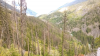 Forests under siege as climate pressures mount