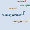 AVIAREPS India appointed as GSA for German Airline Condor