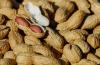 Russia busted North Korean peanut delivery in rare sanctions compliance: records