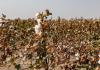 Uzbek subsidies ‘raise labour rights fears’