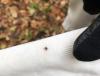 Worsening tick activity may be new normal, state officials say