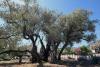 Bearing literal fruit: Reviving Montenegro's 'ancient' olive tree