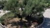 Ancient olive tree in Montenegro bears fruit again after years