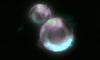 Scientists BUILD a cell from scratch: Synthetic organism can feed, grow, copy its DNA and divide in world-first breakthrough