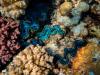Giant Clam Farming Project for Reef Restoration Revives Palau’s Coastal Waters