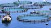 Khyber Group invests US$11.7M in India’s largest RAS trout farming facility