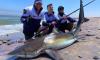 Guardians of The Deep: Namibia’s sharks and rays