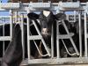 Farm policy illusions: Inside milk jargon, DOGE and Big Ag
