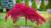 Gardeners urged to add 1 simple item to soil to keep Japanese maple leaves vibrant
