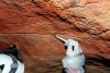 Ancient cave paintings can harbor human DNA for millennia, scientists find