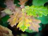 Leaf ‘scorching’ likely to increase due to global warming