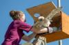 Dr. Universe: How Do Birds Drink? — Maybelle, 11, Alaska