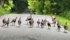 Kentucky seeks public help to track wild turkey numbers