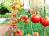 Gardeners, This Plant Needs Some Extra Love During a Heat Wave