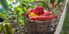 Gardening Pros Says Growing These Plants Near Peppers Helps Them Thrive