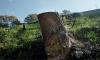 New documentary highlights Atlanta’s alarming rate of tree loss
