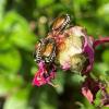 As Japanese beetles emerge in Wisconsin, what to expect this year