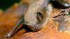 Canadian boy dies of rabies after waking to bat on his face