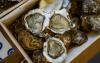 Oysters Clean Up More Nitrogen Pollution Than We Thought