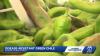 NMSU working to create disease-resistant green chile