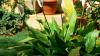 Why Spathiphyllum Leaves Turn Black or Yellow and How to Restore Healthy Growth