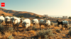 A goat's tooth just solved a 100-year-old mystery about ancient Greek farming